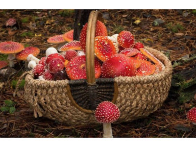 Мухомор їстівний чи отруйний?