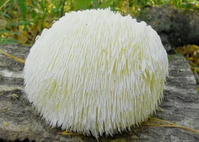 їжовик гребінчастий, їжовик гребінчастий